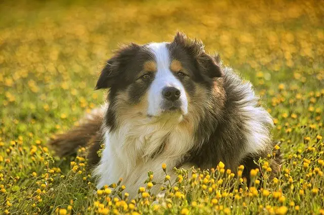 dog in a meadow