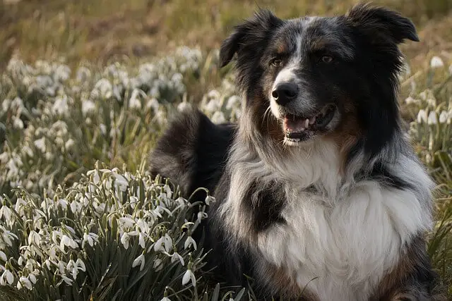 dog in a meadow