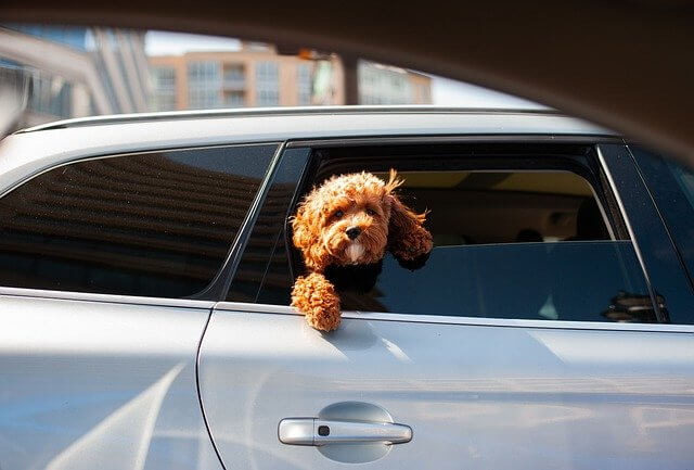 dog in back seat