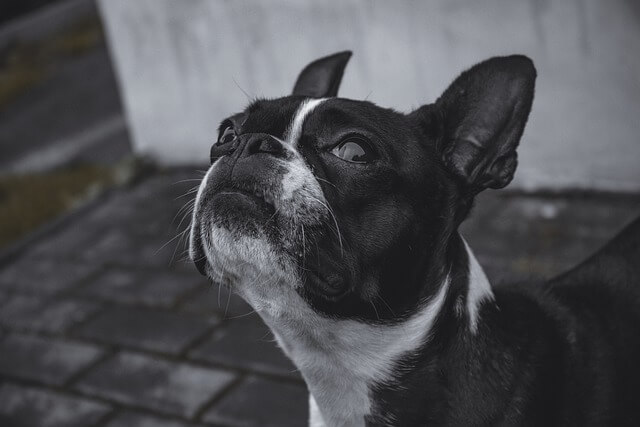 dog in black and white