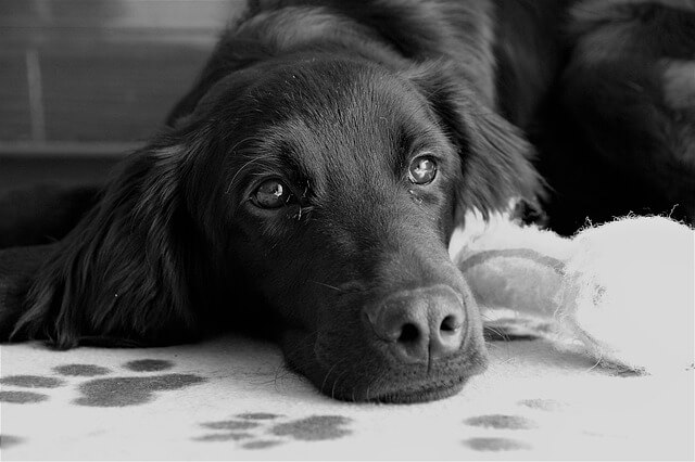 dog in black and white