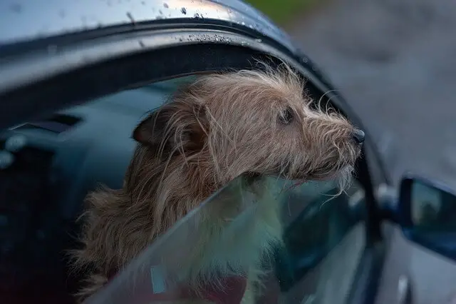 dog in car