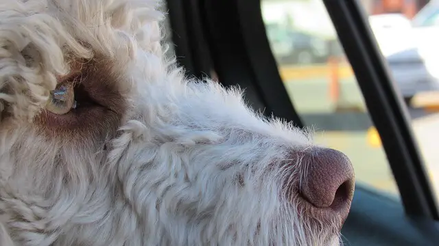 dog in car