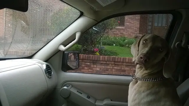 dog in car looking