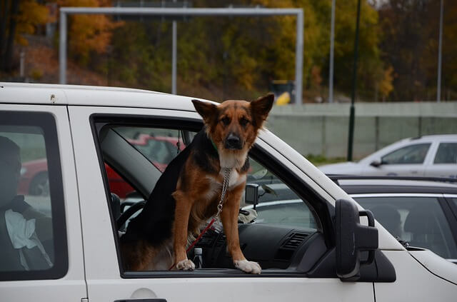 dog in car window