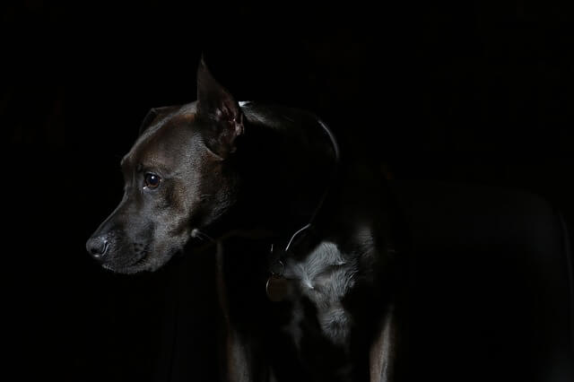 dog in dark