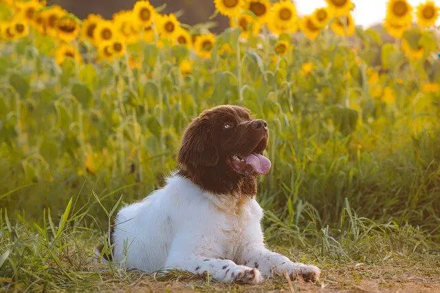 perro en el campo