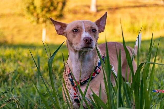 dog in field