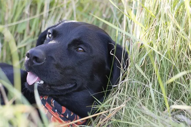 dog in grass