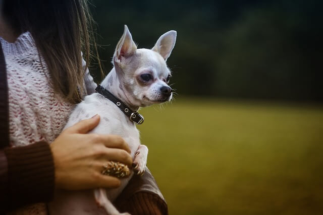 dog in lap