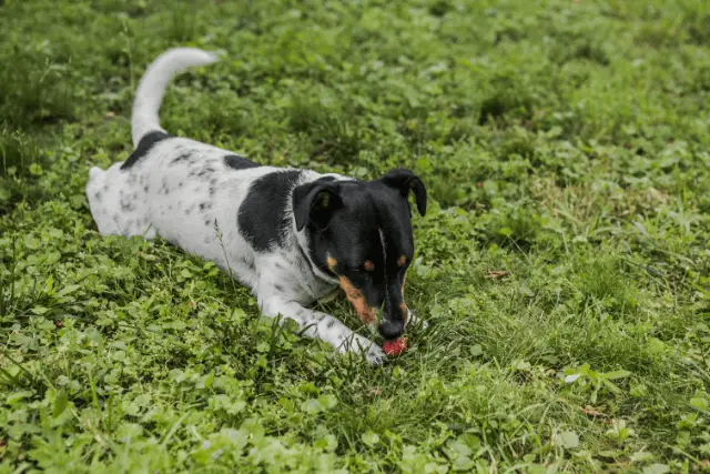 dog in nature