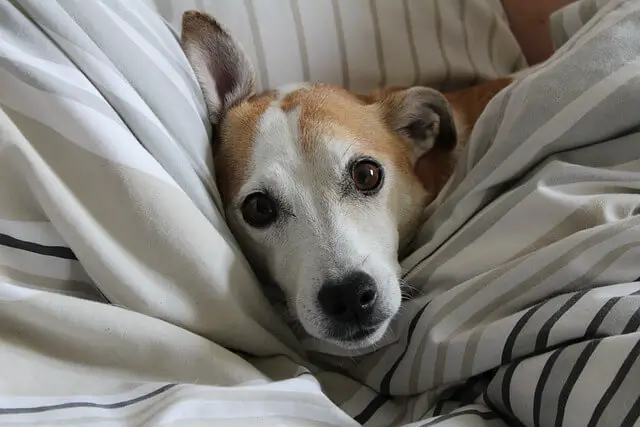 dog in sheets