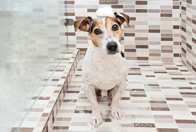 dog in shower