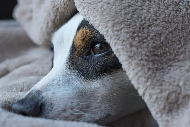 dog in the bed