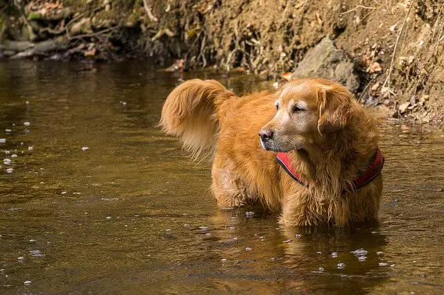 dog in water