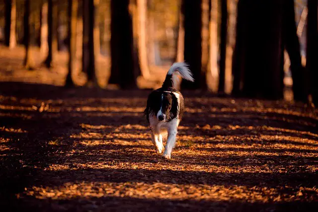 dog in woods
