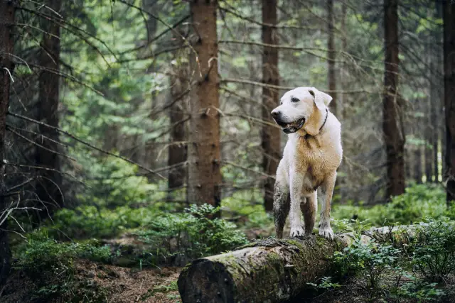 dog in woods