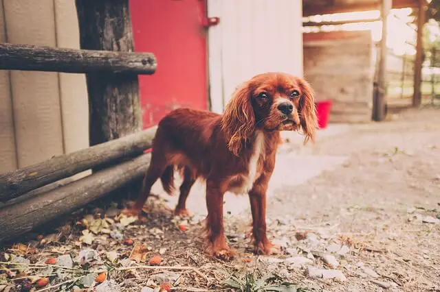 dog in yard