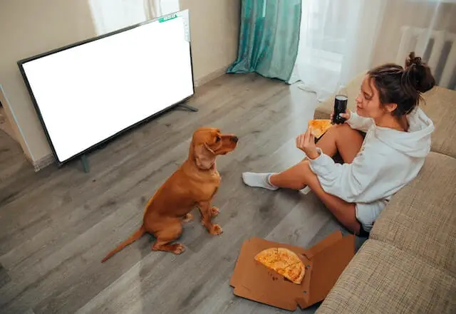 dog infront of tv