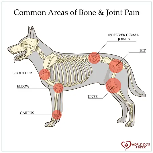 dog joint pain