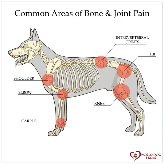 dolor en las articulaciones del perro