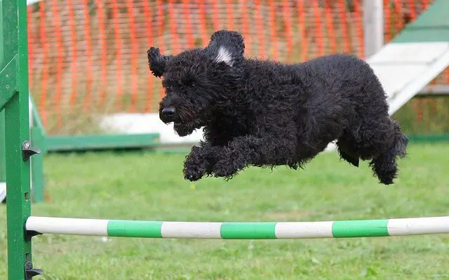 dog jumping