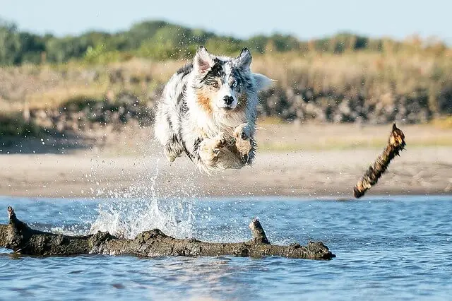 dog jumping in the ocean