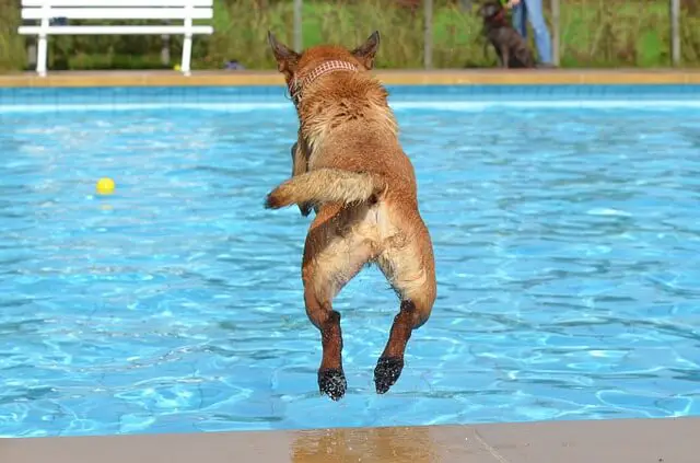 dog jumping in the pool
