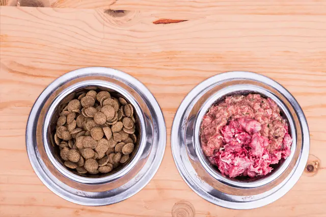 dog kibble and raw meat