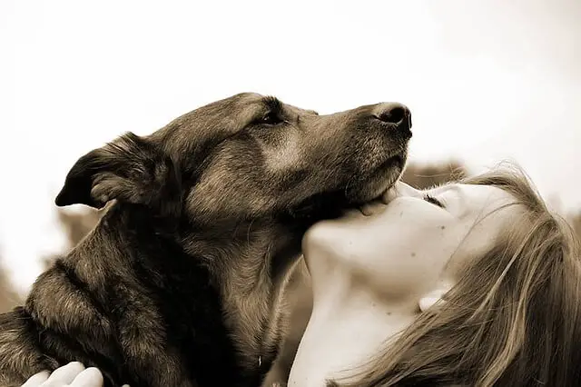 dog kissing owner