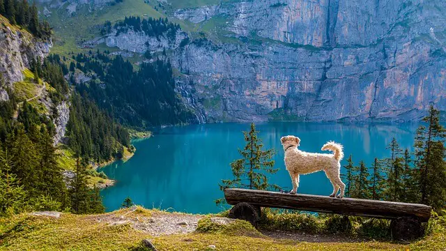 dog lake background