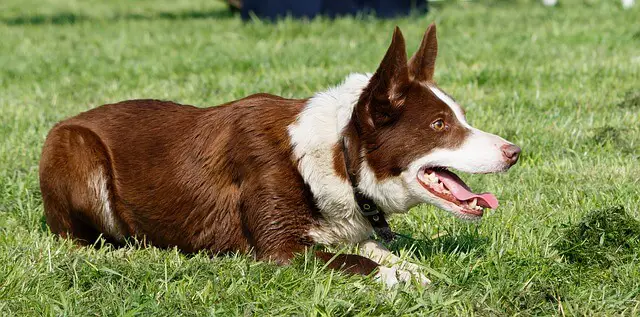 perro tendido