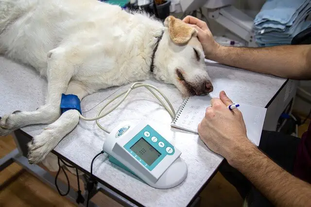 dog laying at vet