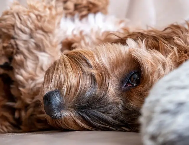 dog laying in bed