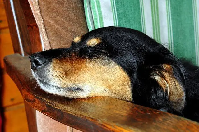 dog laying in chair