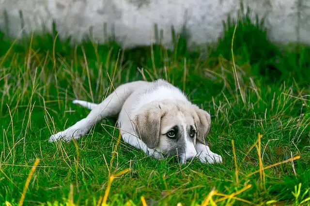 dog laying in grass