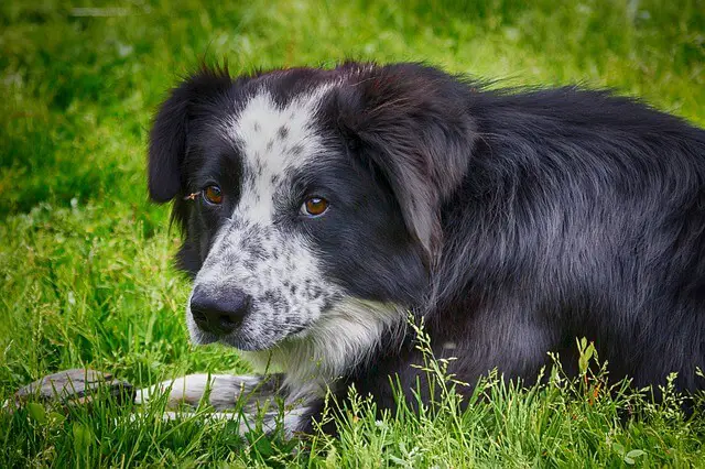 dog laying in park