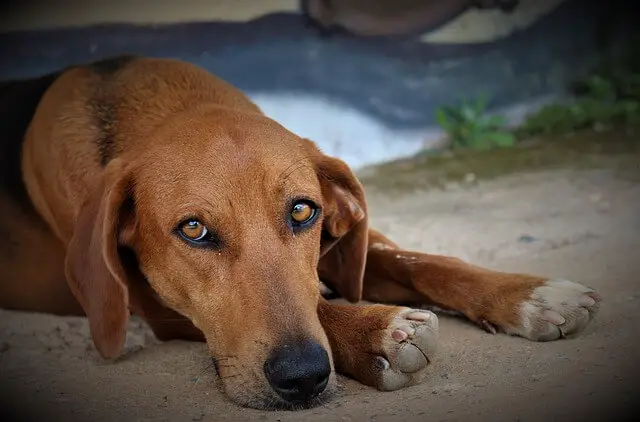 dog laying in sand