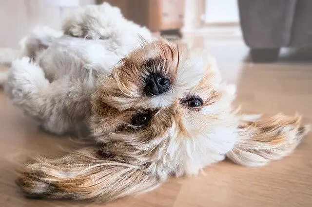 perro acostado sobre la espalda