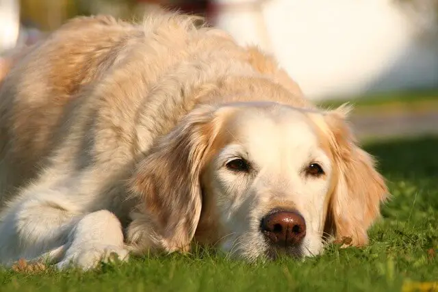 dog laying on grass