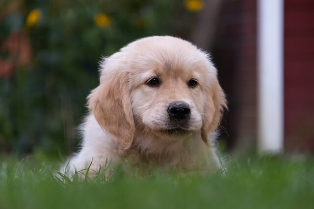 dog laying on grass