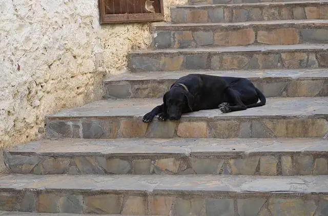 dog laying on stairs