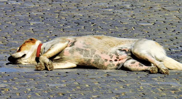 dog laying on the street