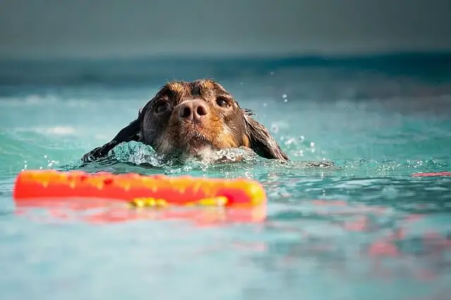 dog learning to swim
