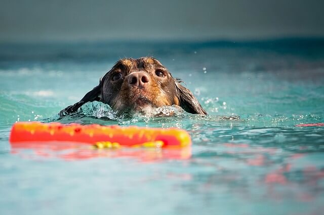 dog learning to swim