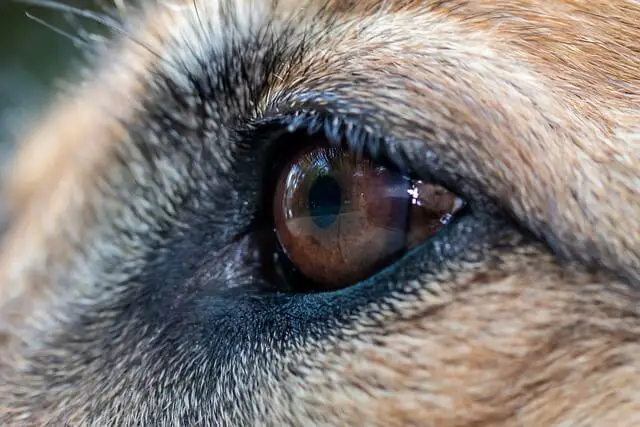 dog left eye