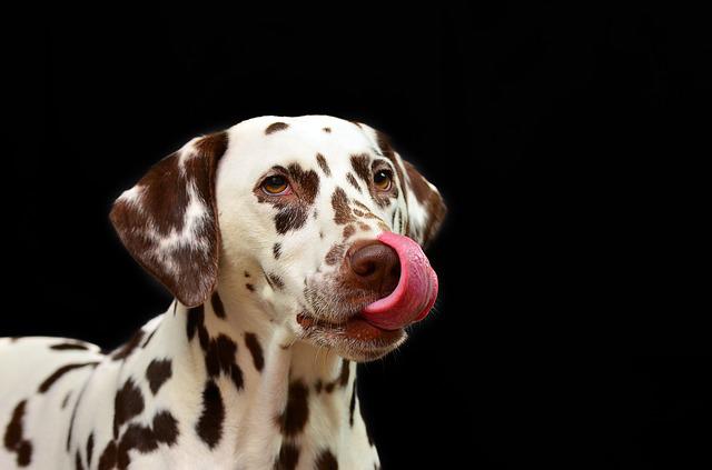 dog licking air