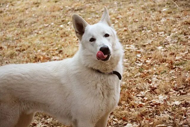 dog licking air