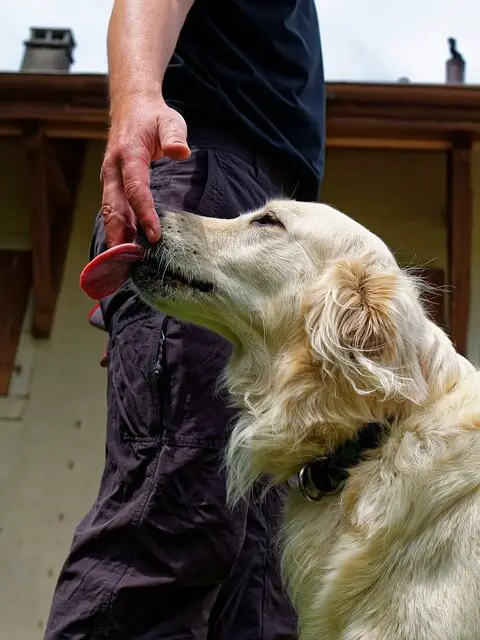 perro lamiendo los dedos