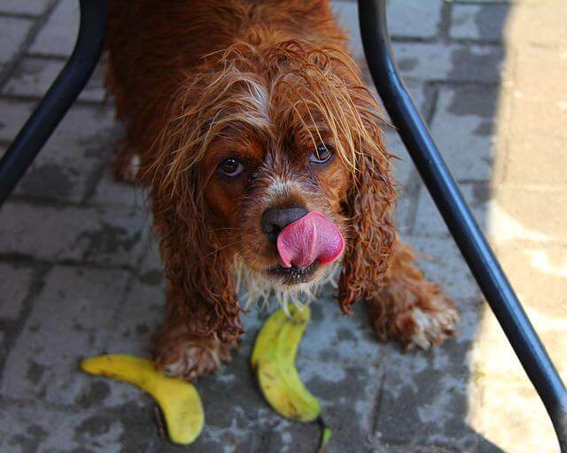 dog licking floor